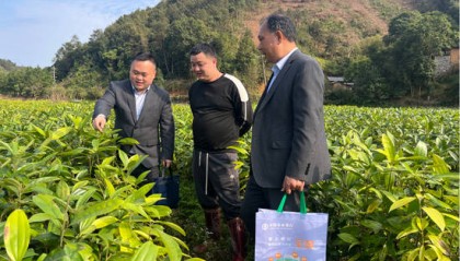 金融活水“贷”来肉桂飘香