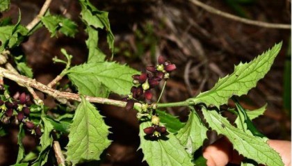 龙泉山脉发现新物种，命名为“成都卫矛”