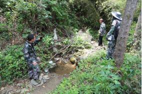 “秦岭四宝”——秦岭羚牛出没西峡山林